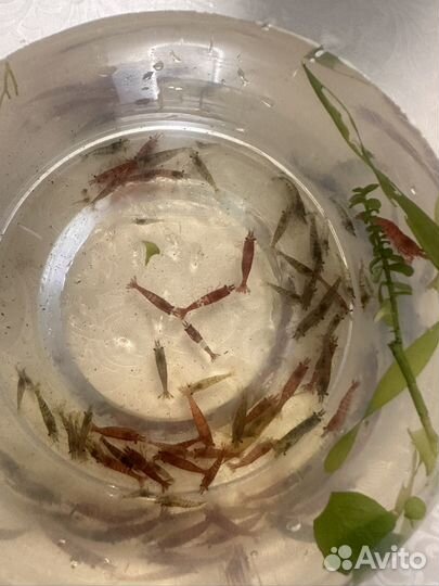 Аквариумные креветки