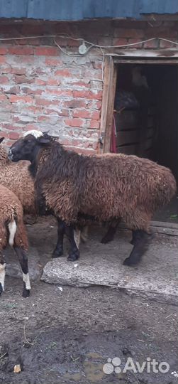 Овцы бараны