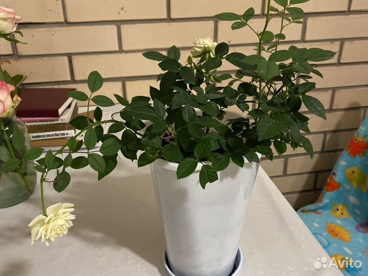 Комнатные растения розы