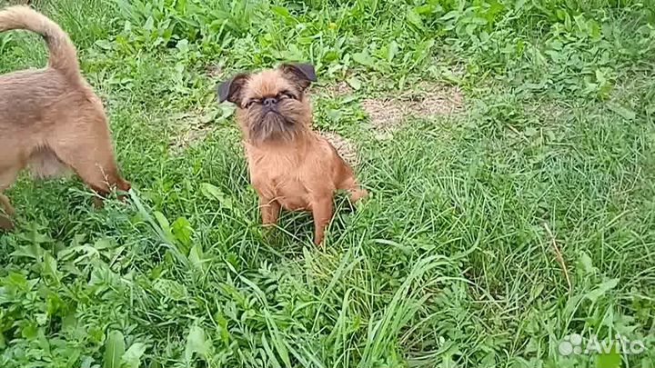 Гриффончики