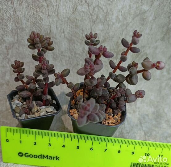 Суккуленты седумы и другие