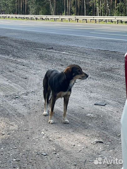 Найдена собачка