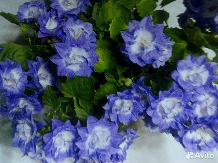 Кампанулы (1 часть)