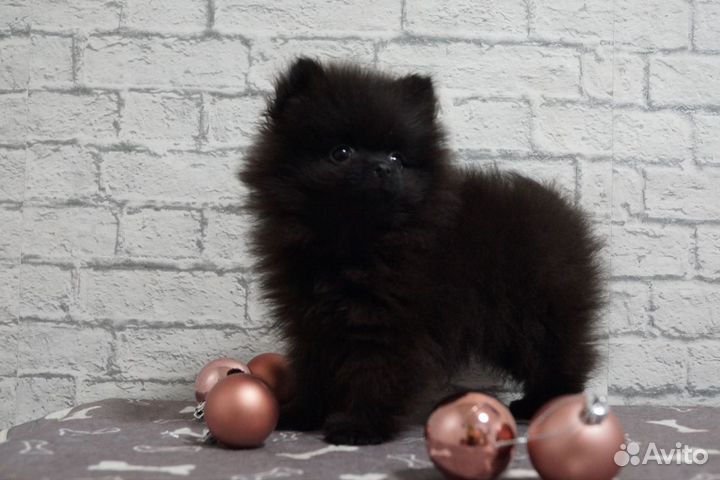 Померанский шпиц мини