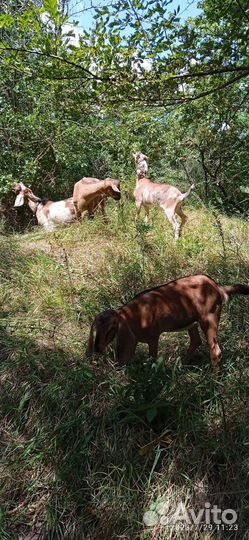 Дойные нубийские козы