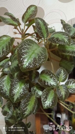 Комнатные цветы Оксалис фиолетовая(кислица)