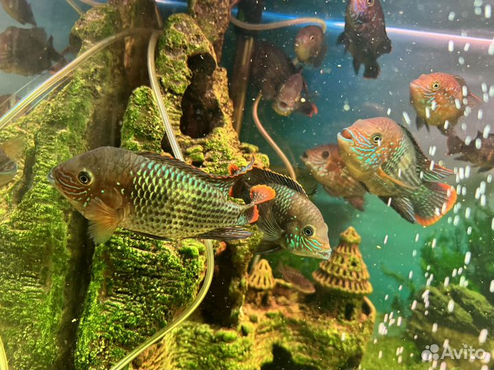 Акара бирюзовая