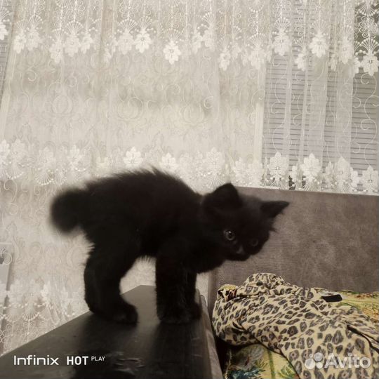 Курильский бобтейл
