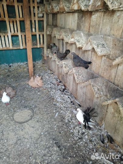 Голубь домашние