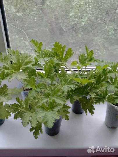 Герань лимонная