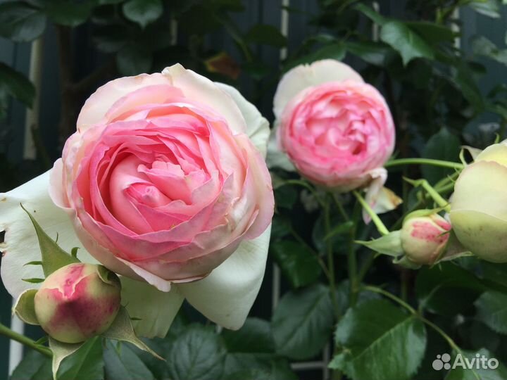Саженцы роз оптом
