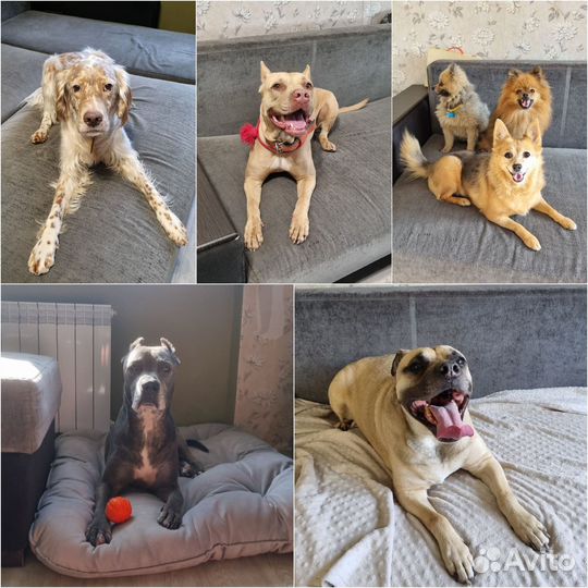 Дрессировка и Передержка собак