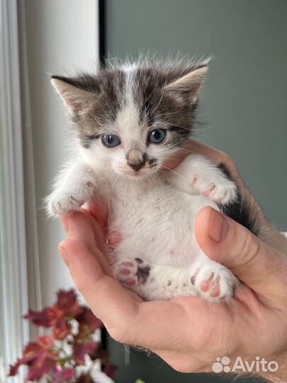 Котенок 1 мес