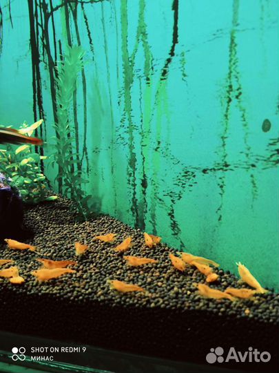Аквариумные растения, рыбки и креветки