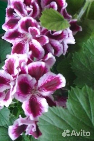 Пеларгония королевская (герань комнатная)