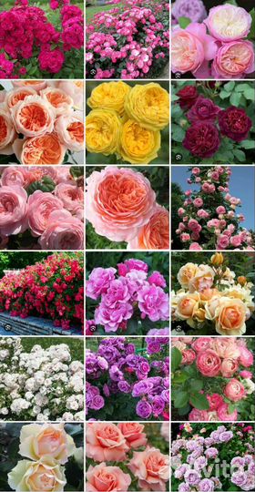 Саженцы роз