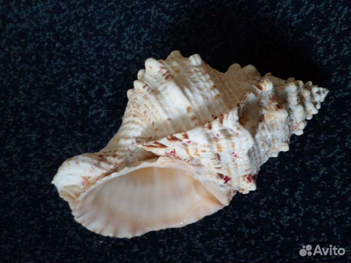 Ракушка Большая