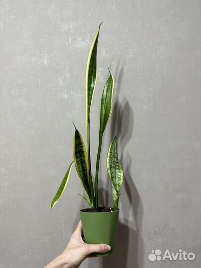Сансевиерия