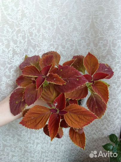 Колеусы разные