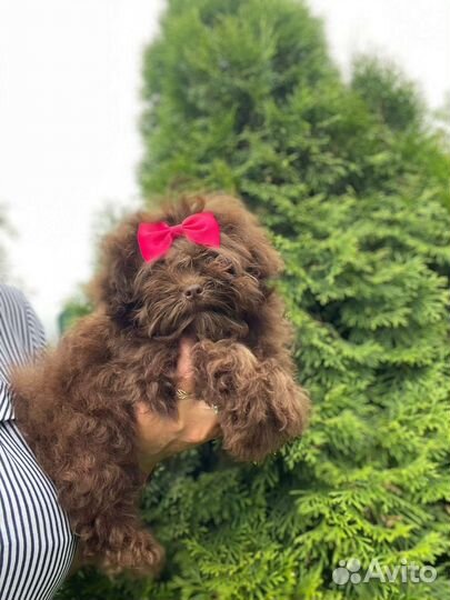 Микро мальтипу