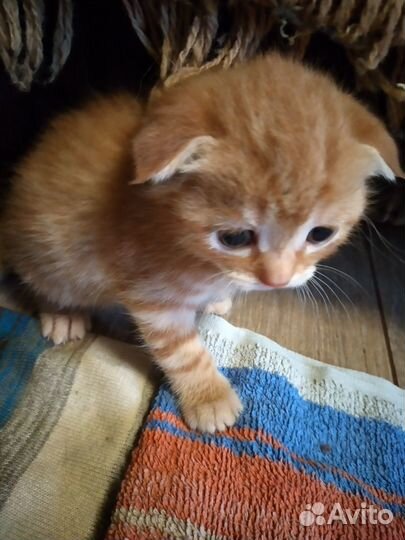 Очаровательные шотландики