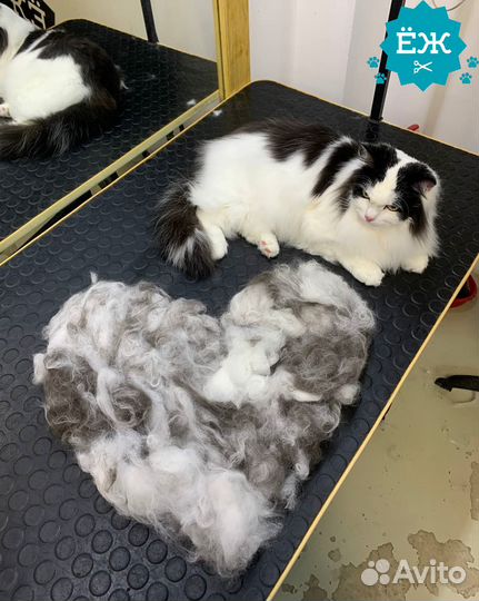 Мытье и экспресс-линька кота и кошки в Тюмени