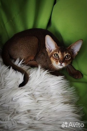 Абиссинские котята