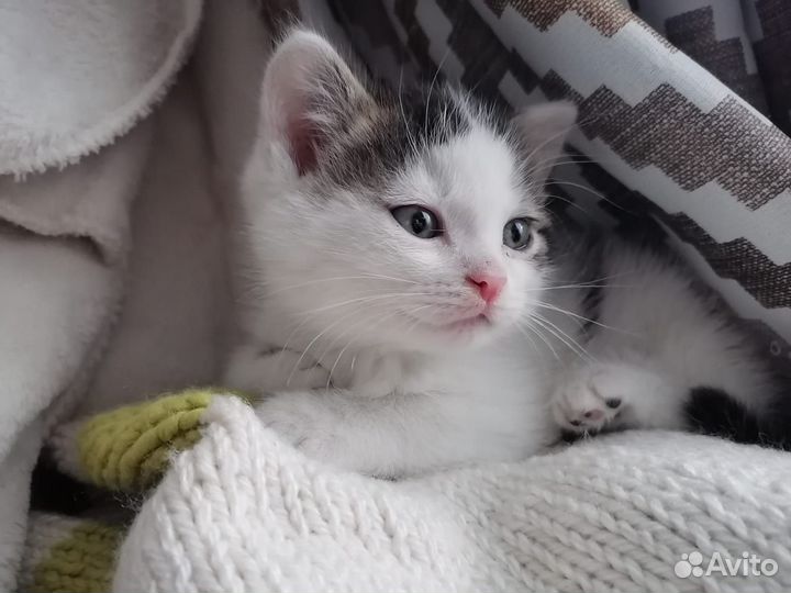 Котятки в добрые руки