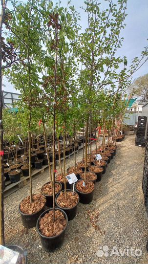 Яблоня декоративная