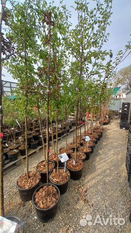 Яблоня декоративная