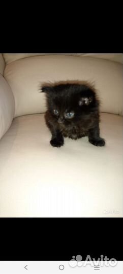 Котята в добрые руки бесплатно