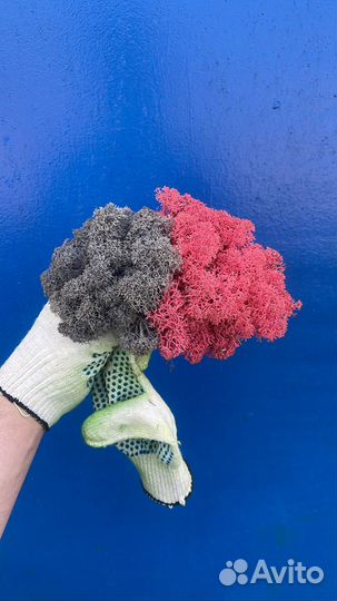 Стабилизированный мох, Серый