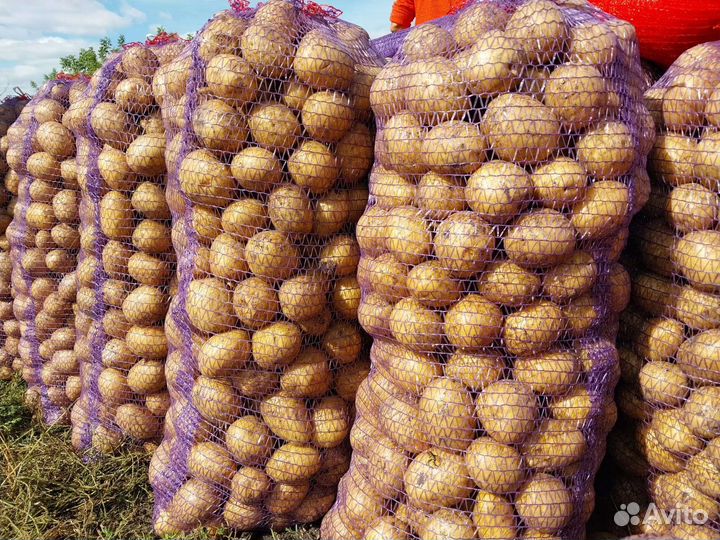 Картофель отборный 5+