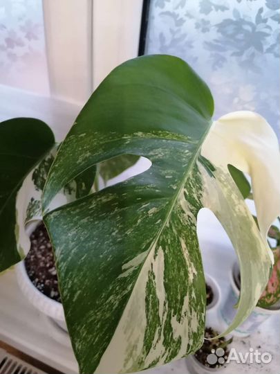 Монстера альба