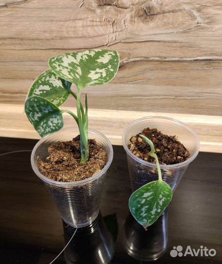 Сциндапсус Пиктус Треби и Скандекс Бразил