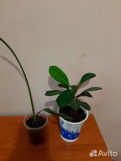 Комнатные растения разные