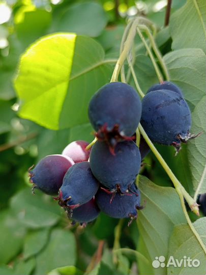 Ирга сорта Звёздная ночь,Смоуки,Мендан,Слейт.Йошта