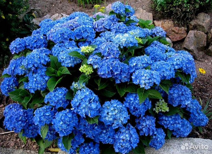 Гортензия крупнолистная