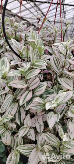 Традесканция Пинк Хилл в кашпо