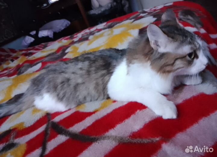 Кот