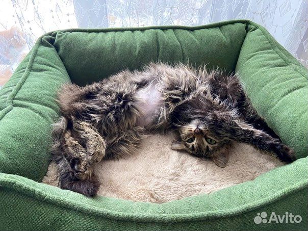 Котенок подросток