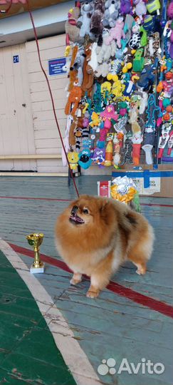 Щенки померанского шпица медвежьего типа