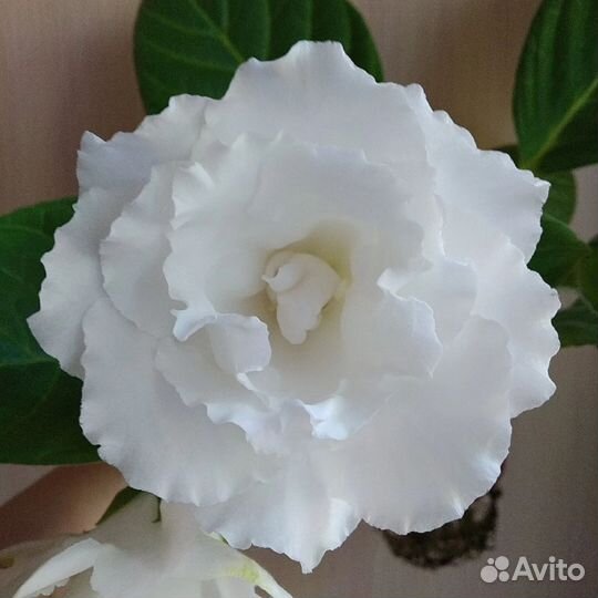 Набор глоксиний / клубни