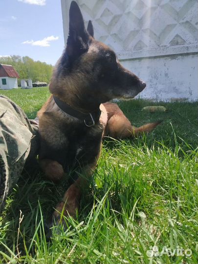 Дрессировка собак с кинологом