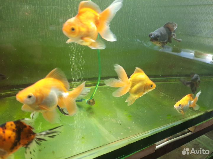 Аквариумные рыбки