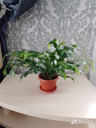 Цветок декабрист