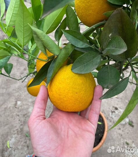 Лимон кумкват апельсин цитрусовые в горшке