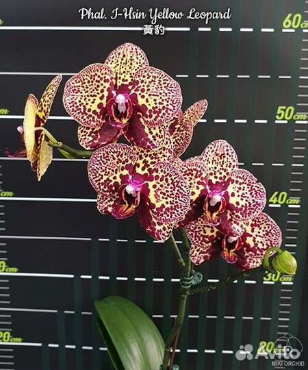 Орхидея фаленопсис