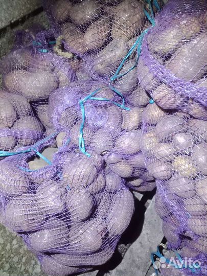 Продам Картофель