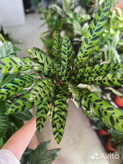 Калатея Ланцифолия